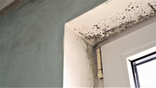 Best Commercial Mold Inspection  in Kingston, PA