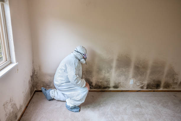 Best Black Mold Removal  in Kingston, PA