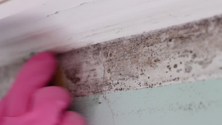 Best Mold Prevention Services  in Kingston, PA